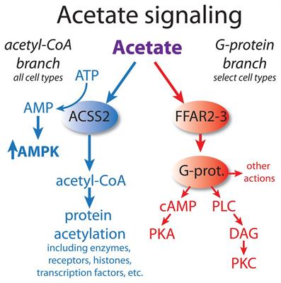 Acetate Revisited: A Key Biomolecule at the Nexus of Metabolism, Epigenetics, and Oncogenesis – Part 2: Acetate and ACSS2 in Health and Disease